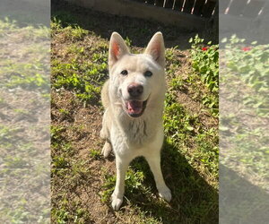 Stella - Female Siberian Husky-Unknown Mix Dog for Adoption - Photo #2