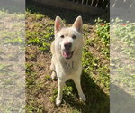 Small #1 Siberian Husky Mix