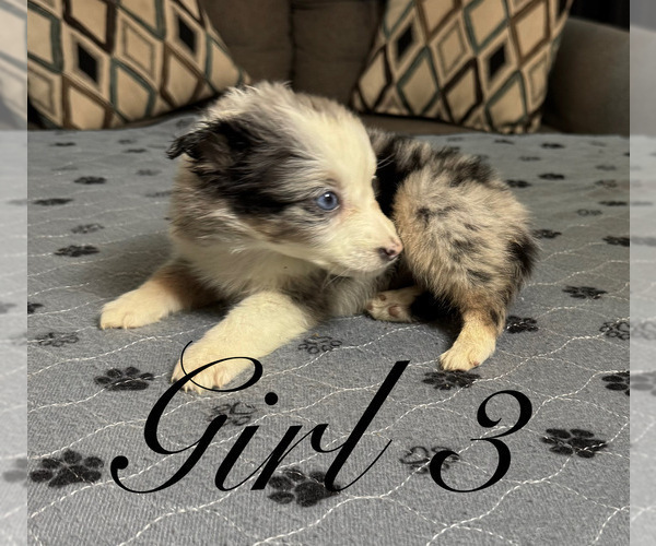 Medium Photo #96 Miniature Australian Shepherd Puppy For Sale in SALISBURY, NC, USA