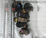Image preview for Ad Listing. Nickname: Litter of 8