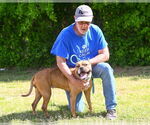 Small #13 American Pit Bull Terrier