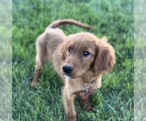 Golden Irish Puppy for sale in WOLCOTT, IN, USA