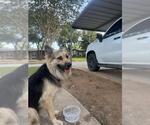 Small German Shepherd Dog Mix