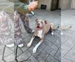 Small #11 Mutt