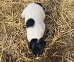 Small Photo #4 Jack Russell Terrier Puppy For Sale in KINGSVILLE, MO, USA