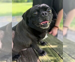 Pug-Unknown Mix Dogs for adoption in Warrenton, VA, USA