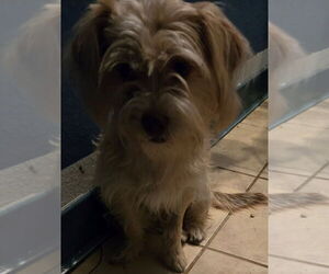 Norfolk Terrier-Unknown Mix Dogs for adoption in San Antonio, TX, USA