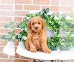 Small Photo #10 Goldendoodle (Miniature) Puppy For Sale in SYRACUSE, IN, USA