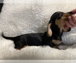 Small Photo #7 Dachshund Puppy For Sale in SELAH, WA, USA
