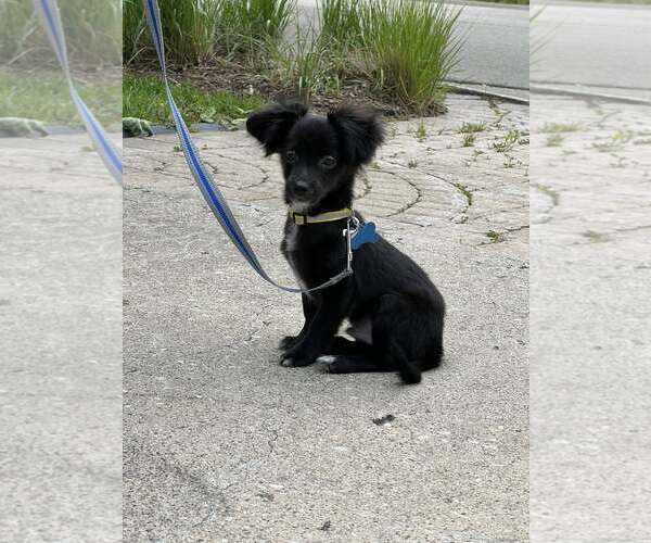 Medium Photo #1 Chihuahua-Unknown Mix Puppy For Sale in Plainfield, IL, USA
