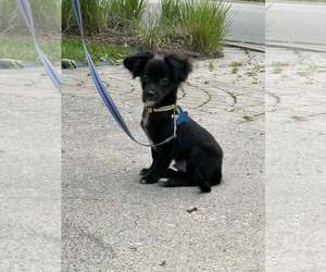 Chihuahua-Unknown Mix Dogs for adoption in Plainfield, IL, USA