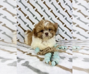 Shih Tzu Puppy for sale in INDIANAPOLIS, IN, USA