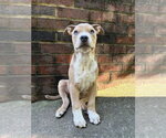 Milo - Male Boxer-Unknown Mix Dog for Adoption - Small photo