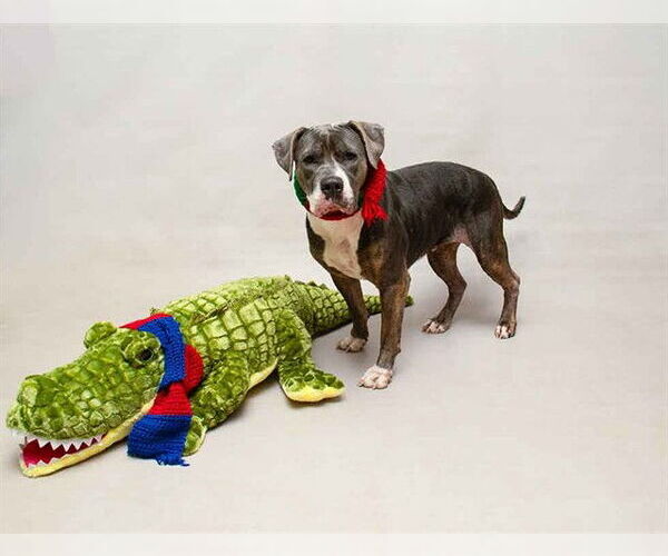 Medium Photo #2 Mutt Puppy For Sale in Sanford, FL, USA