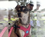 Small Chihuahua Mix