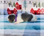 Small Photo #28 Beagle Puppy For Sale in COOS BAY, OR, USA