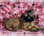 Small Photo #5 Soft Coated Wheaten Terrier Puppy For Sale in PARADISE, PA, USA