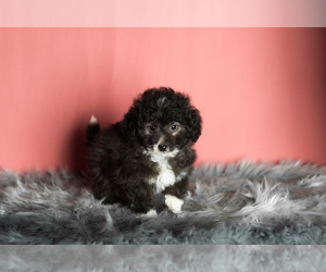 Miniature Bernedoodle-Poodle (Miniature) Mix Puppy for sale in SHIPSHEWANA, IN, USA
