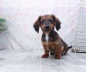 Dachshund Puppy for sale in MARIETTA, GA, USA