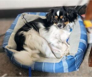 Cavalier King Charles Spaniel Dogs for adoption in Sioux Falls, SD, USA