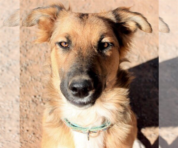 Medium Photo #8 Siberian Husky-Unknown Mix Puppy For Sale in Cedar Crest, NM, USA