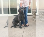 Small Photo #1 Great Dane Puppy For Sale in GLENPOOL, OK, USA