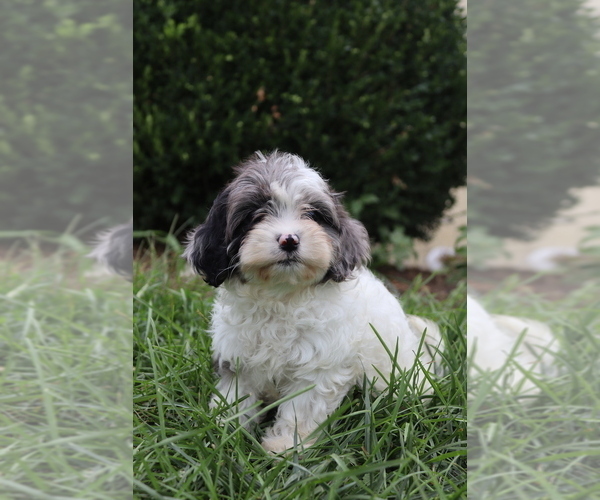 Medium Photo #2 Cavapoo Puppy For Sale in WEST SALEM, OH, USA