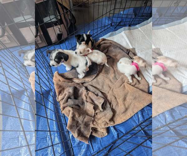 Medium Photo #3 Chihuahua Puppy For Sale in Holly Springs, NC, USA