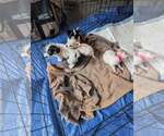 Small Photo #3 Chihuahua Puppy For Sale in Holly Springs, NC, USA