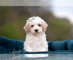 Small Photo #29 Maltipoo (Miniature) Puppy For Sale in WARSAW, IN, USA