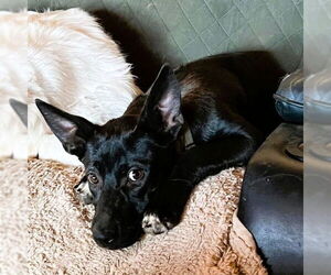 Tillie - Female Labrador Retriever-Unknown Mix Dog for Adoption - Photo #2