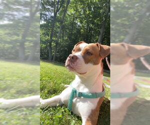 Bambee - Female American Pit Bull Terrier-Unknown Mix Dog for Adoption - Photo #2