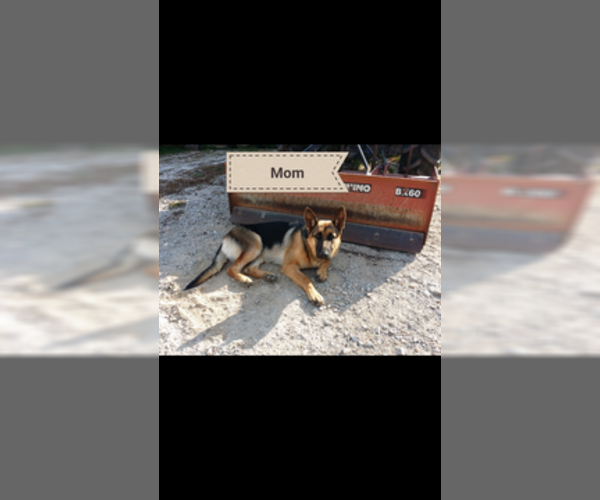 Medium Photo #1 German Shepherd Dog Puppy For Sale in BRADLEYVILLE, MO, USA