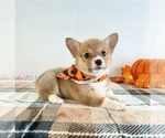 Small #1 Pembroke Welsh Corgi