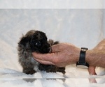 Small #11 ShihPoo