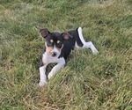 Puppy Tex Rat Terrier