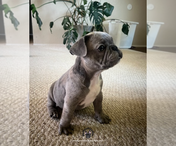 Medium Photo #2 French Bulldog Puppy For Sale in SACRAMENTO, CA, USA