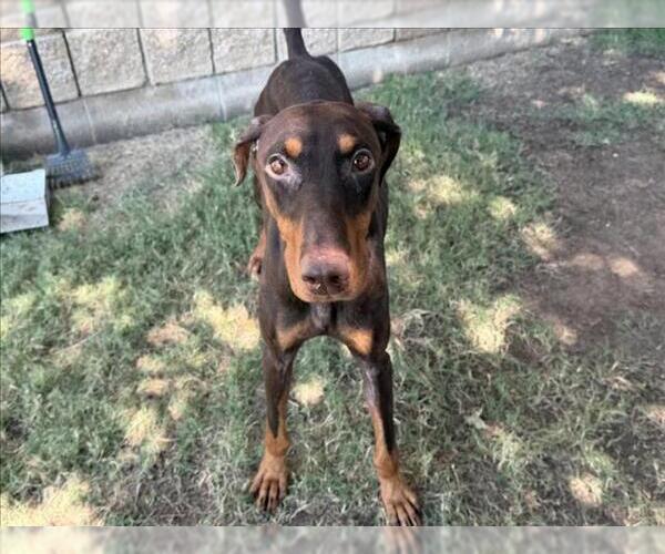 Medium Photo #1 Doberman Pinscher Puppy For Sale in Tulsa, OK, USA