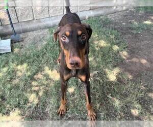 Doberman Pinscher Dogs for adoption in Tulsa, OK, USA