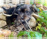 Small #1 Mutt