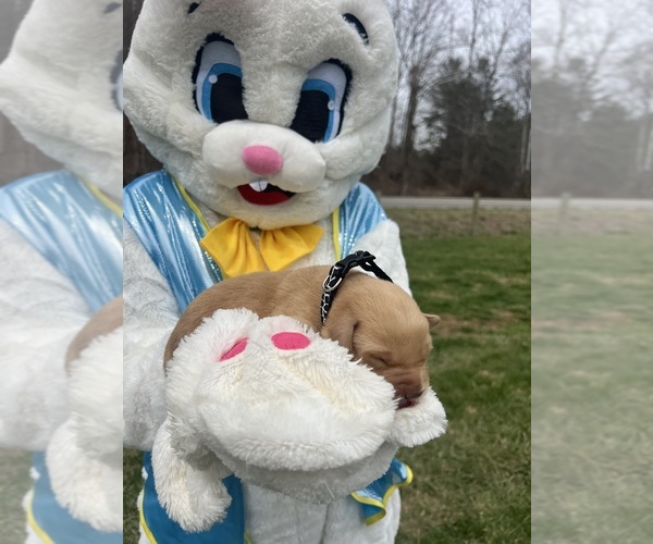 Medium Photo #11 Labrador Retriever Puppy For Sale in NEOLA, WV, USA