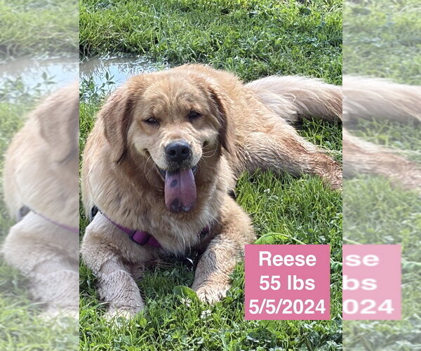 Medium Photo #8 Golden Retriever Puppy For Sale in West Hollywood, CA, USA