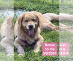 Small #7 Golden Retriever