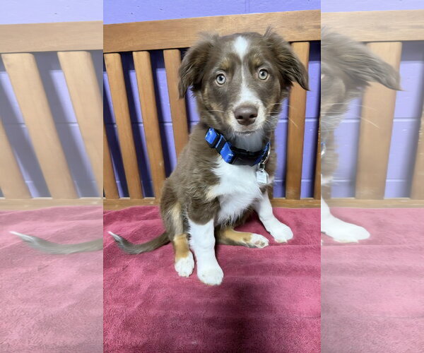 Medium Photo #2 Australian Shepherd-Unknown Mix Puppy For Sale in Genesee, WI, USA