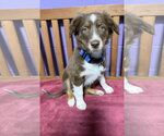 Small #1 Australian Shepherd Mix