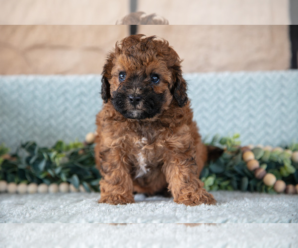 Medium Photo #3 Poodle (Miniature)-ShihPoo Mix Puppy For Sale in SUGARCREEK, OH, USA