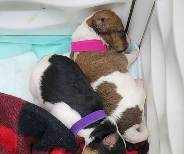 Medium Photo #8 Wire Fox Terrier Puppy For Sale in BURLESON, TX, USA