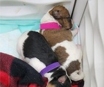 Small Photo #8 Wire Fox Terrier Puppy For Sale in BURLESON, TX, USA