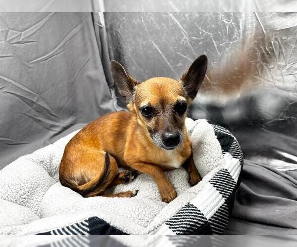 Medium Photo #1 Chihuahua Puppy For Sale in Grovetown, GA, USA