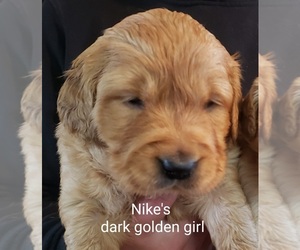 Golden Retriever Puppy for sale in PARMA, ID, USA